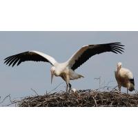 3130_0674 Jungstorch im Nest macht Flugversuche. | 